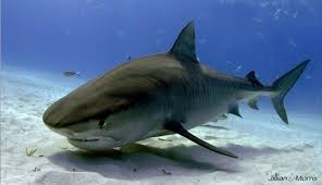 Image result for Galeocerdo cuvier