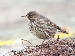 Attēlu rezultāti vaicājumam “Anthus petrosus adult”