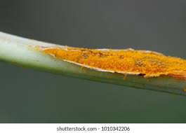 Attēlu rezultāti vaicājumam “Triphragmium ulmariae”