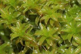 Attēlu rezultāti vaicājumam “Syntrichia ruralis var. ruralis”