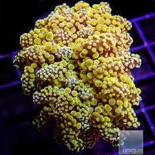 Attēlu rezultāti vaicājumam “Octospora splachnophila”