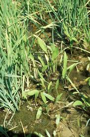 Attēlu rezultāti vaicājumam “Alisma lanceolatum”