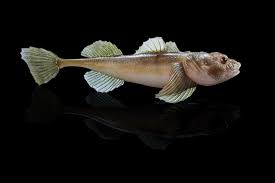 Image result for Myoxocephalus quadricornis