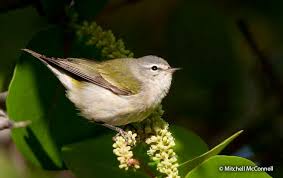 Image result for Vermivora peregrina