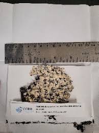 Attēlu rezultāti vaicājumam “Hypotrachyna sp.”