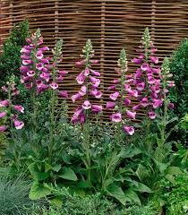Attēlu rezultāti vaicājumam “Digitalis purpurea flower”