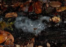 Attēlu rezultāti vaicājumam “Ceratiomyxa fruticulosa spores”