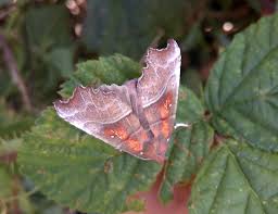 Attēlu rezultāti vaicājumam “Scoliopteryx libatrix”