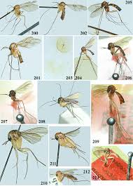 Attēlu rezultāti vaicājumam “Mycetophilidae”