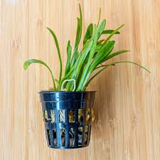 「水蘭」的圖片搜尋結果