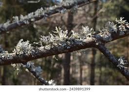 Attēlu rezultāti vaicājumam “Pseudevernia furfuracea”