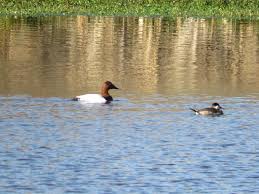 Image result for Aythya valisineria