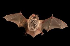 Attēlu rezultāti vaicājumam “Myotis daubentonii”
