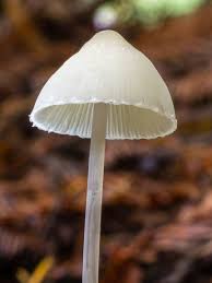 Attēlu rezultāti vaicājumam “Mycena filopes”