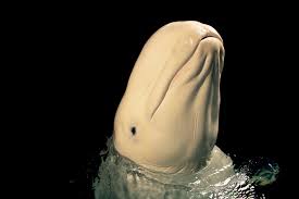 Image result for Delphinapterus leucas