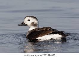 Attēlu rezultāti vaicājumam “Clangula hyemalis”