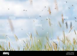 Attēlu rezultāti vaicājumam “Ephemera sp.”