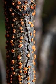 Attēlu rezultāti vaicājumam “Nectria cinnabarina”