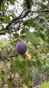 Attēlu rezultāti vaicājumam “Prunus domestica subsp. domestica”
