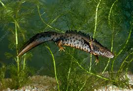 Attēlu rezultāti vaicājumam “Triturus cristatus”