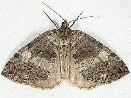 Attēlu rezultāti vaicājumam “Hydriomena furcata”