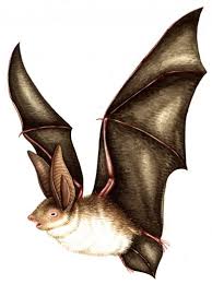 Attēlu rezultāti vaicājumam “Plecotus auritus”