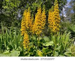 Attēlu rezultāti vaicājumam “Ligularia sibirica flower”