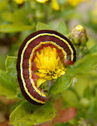 Attēlu rezultāti vaicājumam “Ceramica pisi”