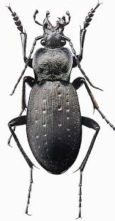 Attēlu rezultāti vaicājumam “Carabus hortensis”
