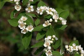 Attēlu rezultāti vaicājumam “Cotoneaster multiflorus”