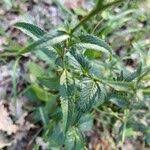 Attēlu rezultāti vaicājumam “Serratula tinctoria leaf”