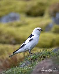 Attēlu rezultāti vaicājumam “Plectrophenax nivalis adult”
