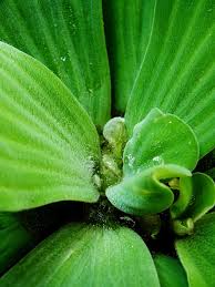 Attēlu rezultāti vaicājumam “Pistia stratiotes leaf”