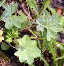 Attēlu rezultāti vaicājumam “Alchemilla subcrenata”