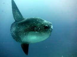 Image result for Mola mola