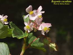 Image result for Begonia cucullata var. Hookeri
