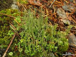 Attēlu rezultāti vaicājumam “Cladonia cornuta”