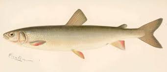 Image result for Coregonus huntsmani