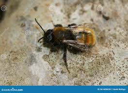 Attēlu rezultāti vaicājumam “Osmia bicolor”