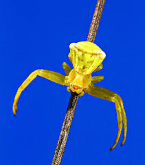 Attēlu rezultāti vaicājumam “Thomisidae”