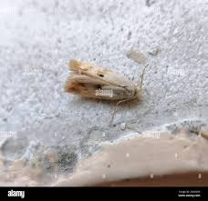 Attēlu rezultāti vaicājumam “Elachista maculicerusella”