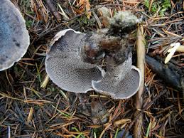 Attēlu rezultāti vaicājumam “Phellodon tomentosus”