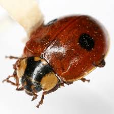 Attēlu rezultāti vaicājumam “Adalia bipunctata”