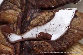 Attēlu rezultāti vaicājumam “Physarum luteolum young”