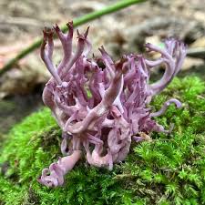 Attēlu rezultāti vaicājumam “Clavulina amethystina”