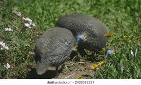 Attēlu rezultāti vaicājumam “Numida meleagris adult”