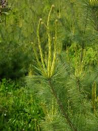 Attēlu rezultāti vaicājumam “Pinus peuce”