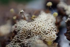 Attēlu rezultāti vaicājumam “Trechispora mollusca”