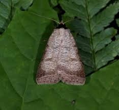 Attēlu rezultāti vaicājumam “Lygephila viciae”