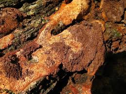 Attēlu rezultāti vaicājumam “Phellinus ferruginosus”